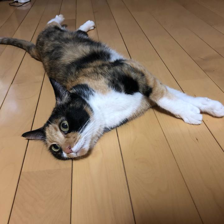 4ffc627f b5ef 4e41 87d3 ada89b883f7b 1565361407183