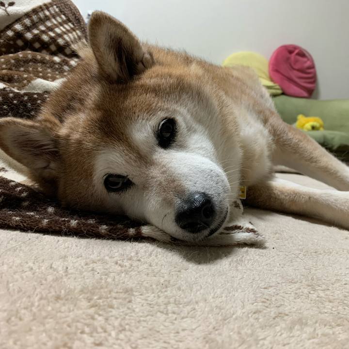 4ffdb00f bdc9 41cc ac8c 9ab8d37cde0c 1583149369268