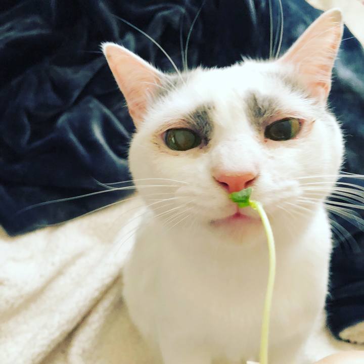 4fff97e5 7c7e 4029 a044 4e8e5dc794e8 1515590868072