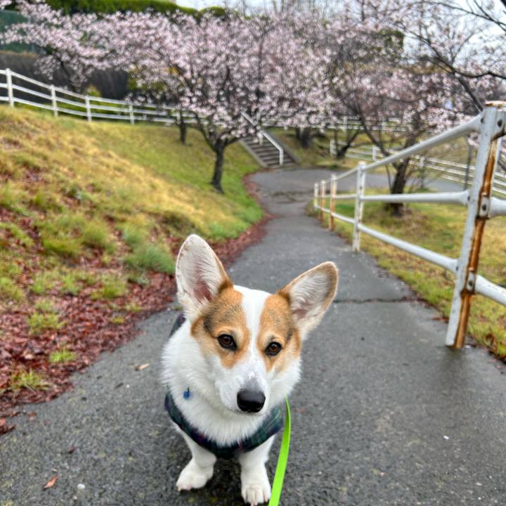 5002032b 0e1e 4473 ba57 6ecb107dbc28 1774930203422