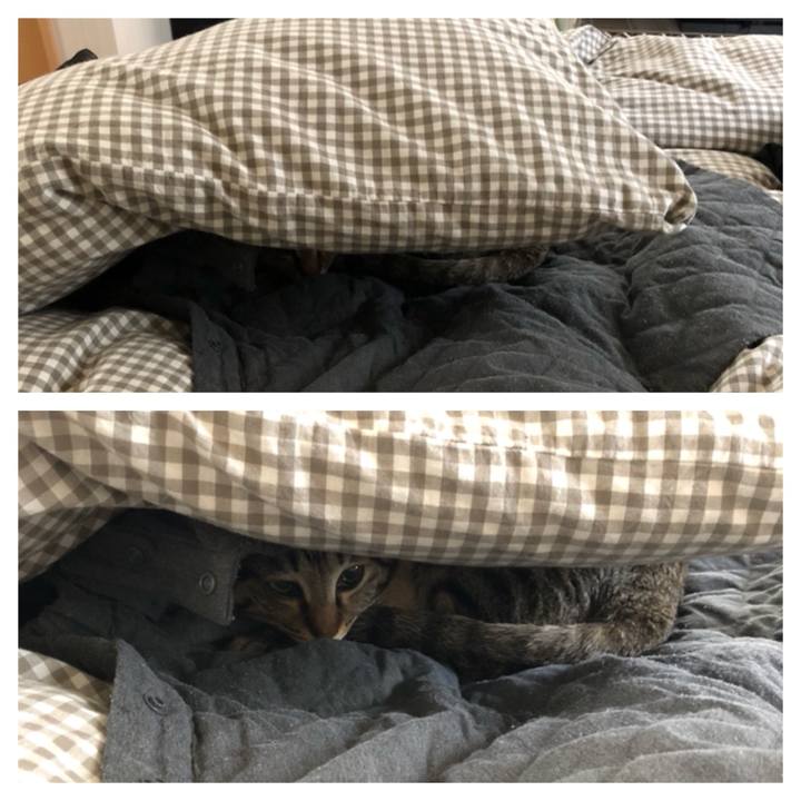 50085d2f fae4 41b9 a4ff edd386caeffd 1519531587439