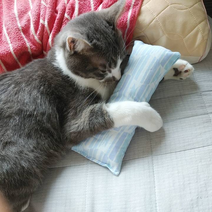 500d1d07 55db 4d2f a880 090e1384d030 1590194729141