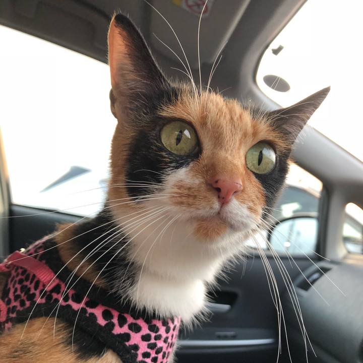 5013c695 2185 4986 be0d 0bd0d1b097d2 1529929794405