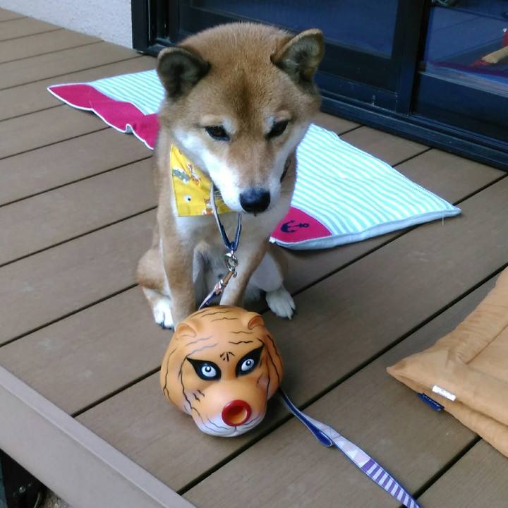 50143847 2349 4100 9119 b1901fcd8695 1513038745474