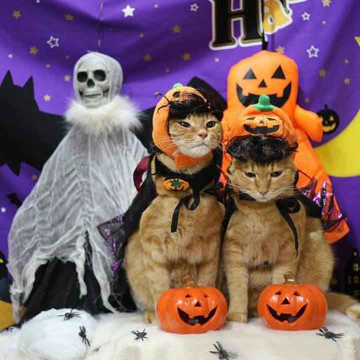 501b88ba 8f58 4130 a2cf 0a5ef26ce83e 1539969018274