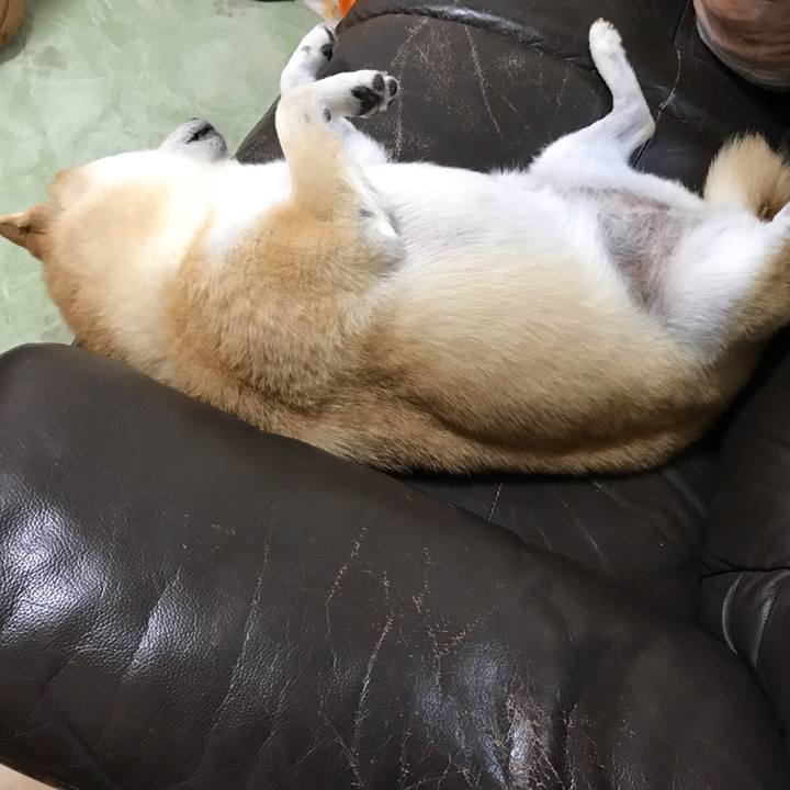 501e9eba f78b 4de4 b9a2 a4839af71e1e 1541679033787