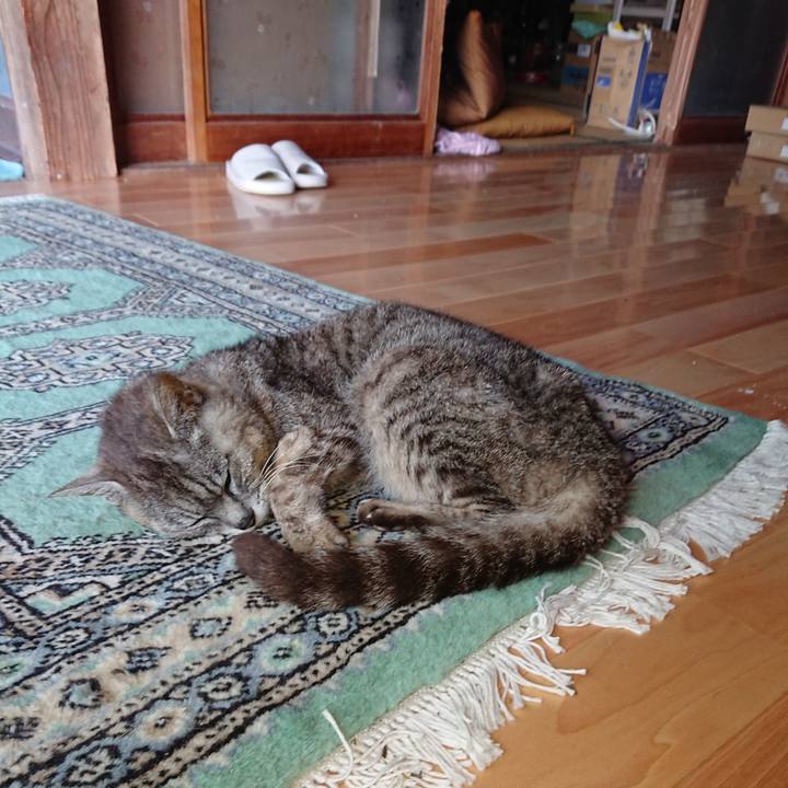 501f1159 29dd 4bc6 868f 32bf8192e424 1597357391183