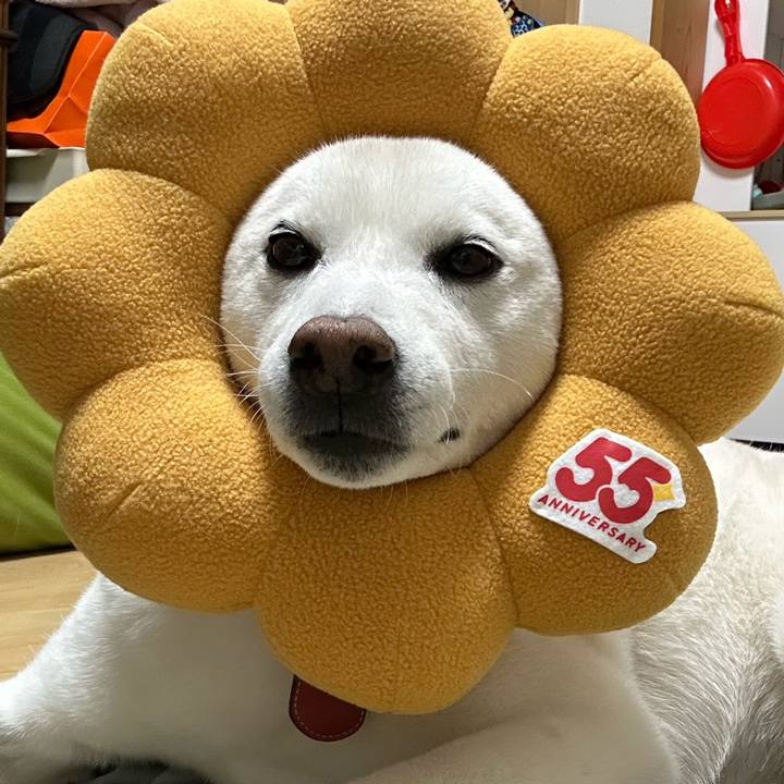 501fa029 d5c2 4cad 830a 2540387dba2c 1768140202771