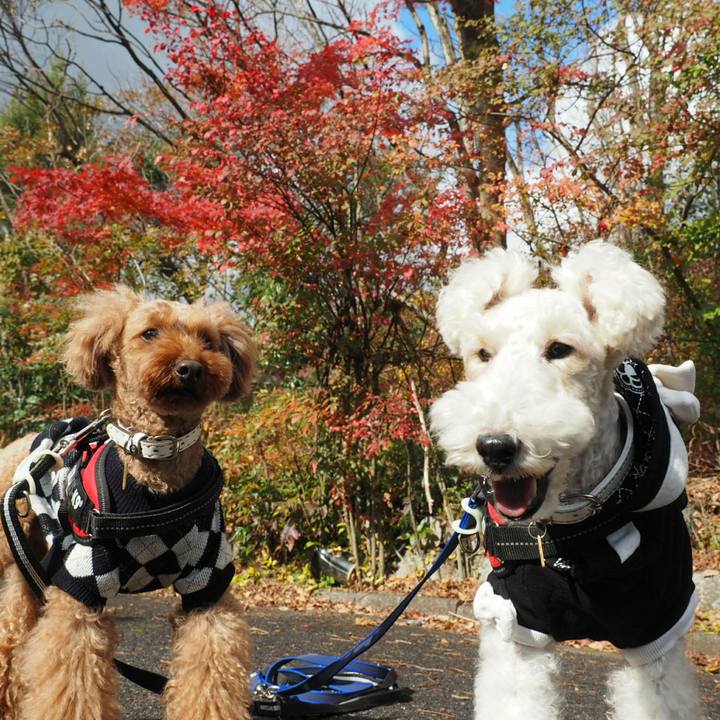 5020abe1 ba59 4317 8db8 d26ae7c1e2bd 1511477828903