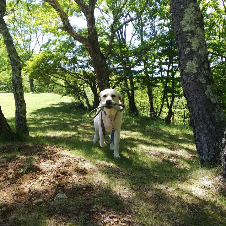 5022031b a599 4896 ae68 b71324ec2c53 1528100227670