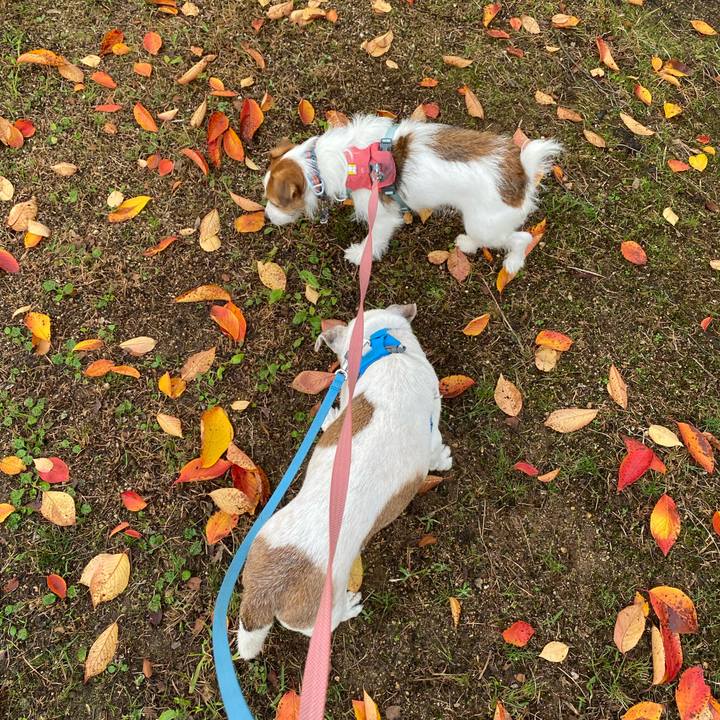 5027b9de 4a92 4597 b43f b4cdcd254909 1731796312221