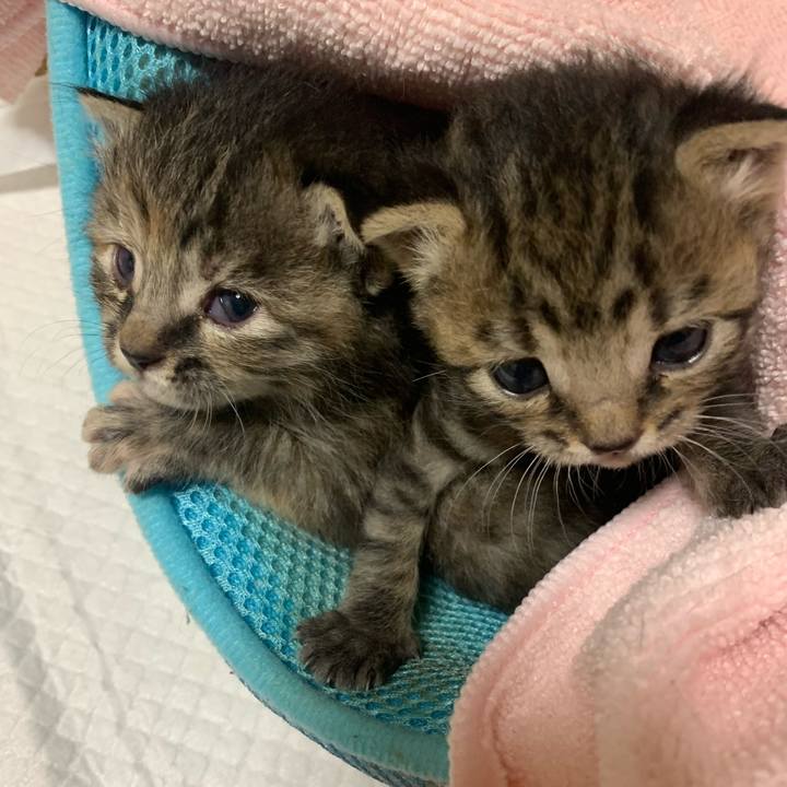 502c4fd0 ba56 4765 ad4c 131729e0efe9 1587180744094