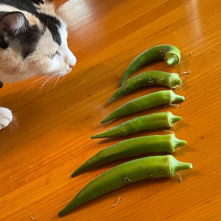 502d9af1 7060 4542 b5de 0a6328b1d036 1721694769452