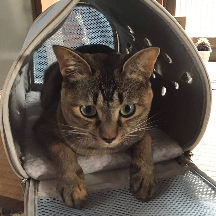 5030a4ef 06da 48b7 b329 de5b2050789c 1596353966812