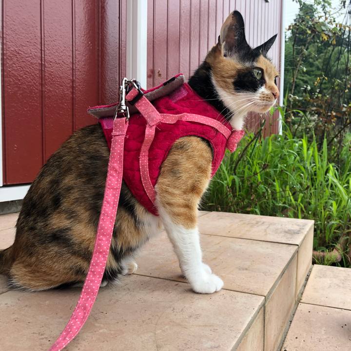 5030a87c e2b1 4b4a 9a6d bc2146e73d51 1595370078217