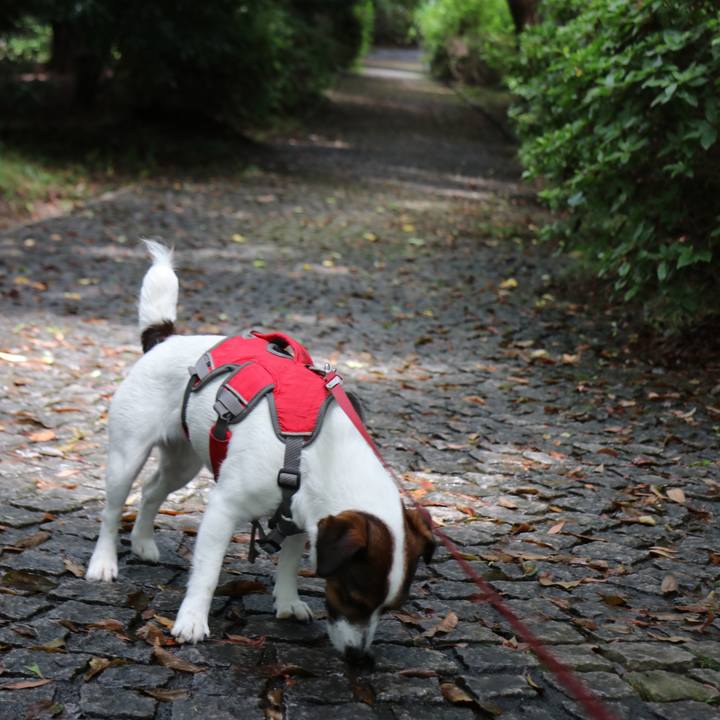 50323ba0 1e82 4200 b74c 28d2ed3cf1e5 1529819494888