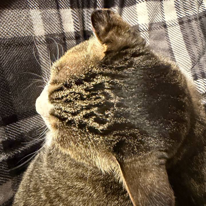 50324dc4 aa9b 4f2e bcdf ed4a7f7337e5 1769595455051