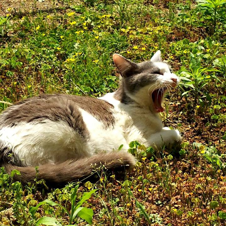 50335ef9 2c17 4ca2 8094 6253521834fa 1525407718073