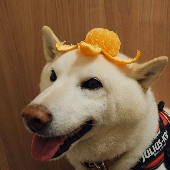 5035f05c 0a81 4e13 8b71 10b91c4ead45 1768480348493