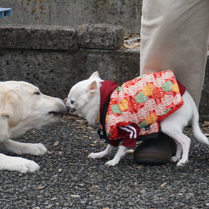 503791dd d5f6 47ca 9185 09fb8a6e474a 1545994738980