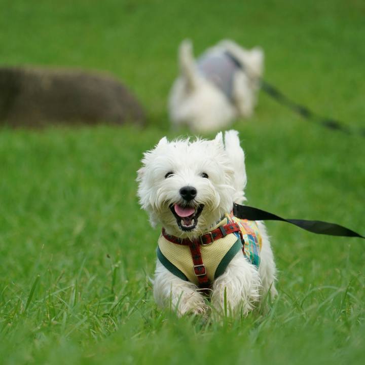 503c035f 23d5 46a4 8390 57ee058bfba0 1512213836064