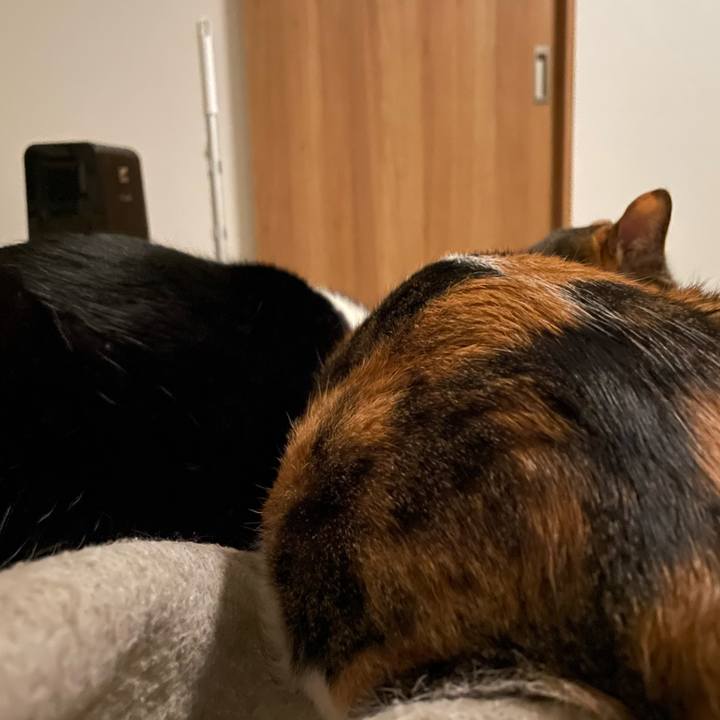 50420446 7217 4c9c a7e8 16b2b39e5c5a 1678786834876