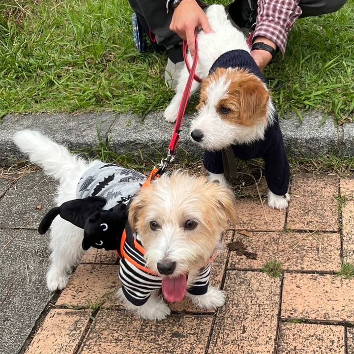 5043f320 3965 4a1a ada9 bc289f150edb 1760275171575