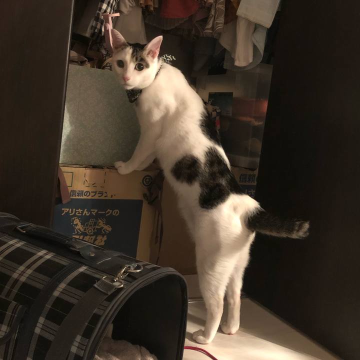 5044531c 6081 42ae 9cfb 16d8ec02cb11 1533910255765