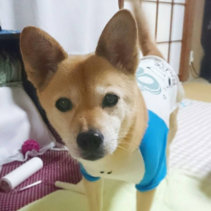 5047225b 68f2 4b65 83e7 937b654124e4 1534566528707