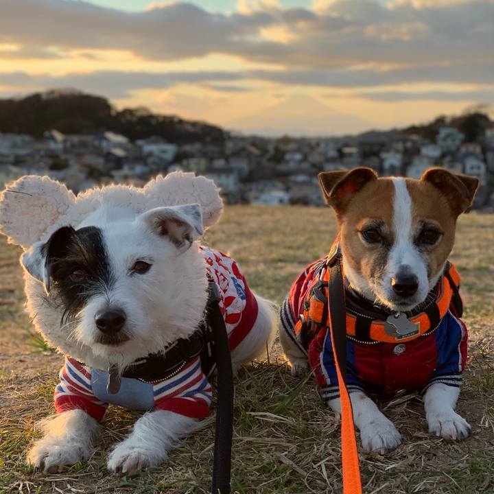 504c2f4a c989 40ee bdbe f0284eeed1f7 1547799599881