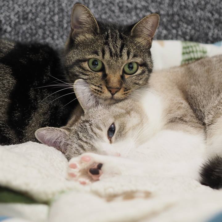 504e9988 51cb 459a 986b 5bc8e73ac831 1603364808715