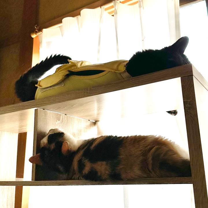 5053bc86 19ae 41fd a8d5 f470914b9c86 1722554905389