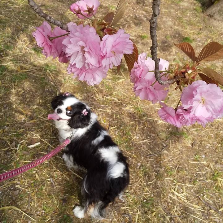 505bfa67 a350 4d77 bbca 8733244e7ed5 1556004114800