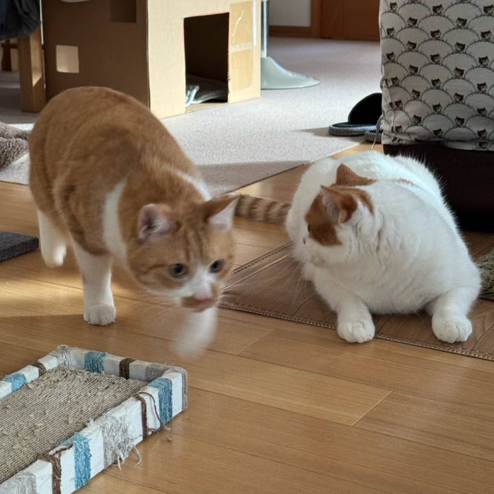 506220ef b321 4ae8 af0a e5dc95cc6e7a 1766111504231