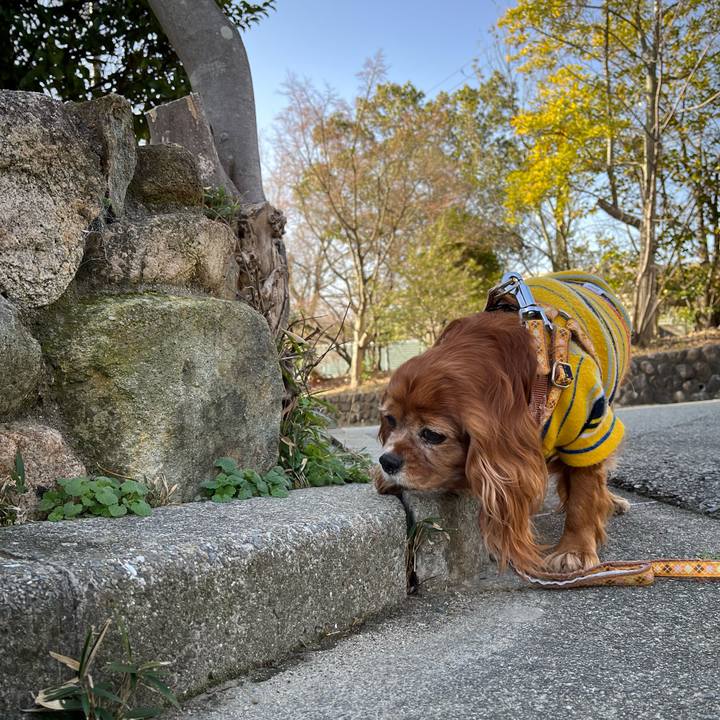 5062c6d3 3ef3 45d0 9b3f f75172c562e2 1709463443446