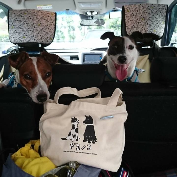 5065ea8e ad5f 4127 822b e6942b4823d4 1566635252727