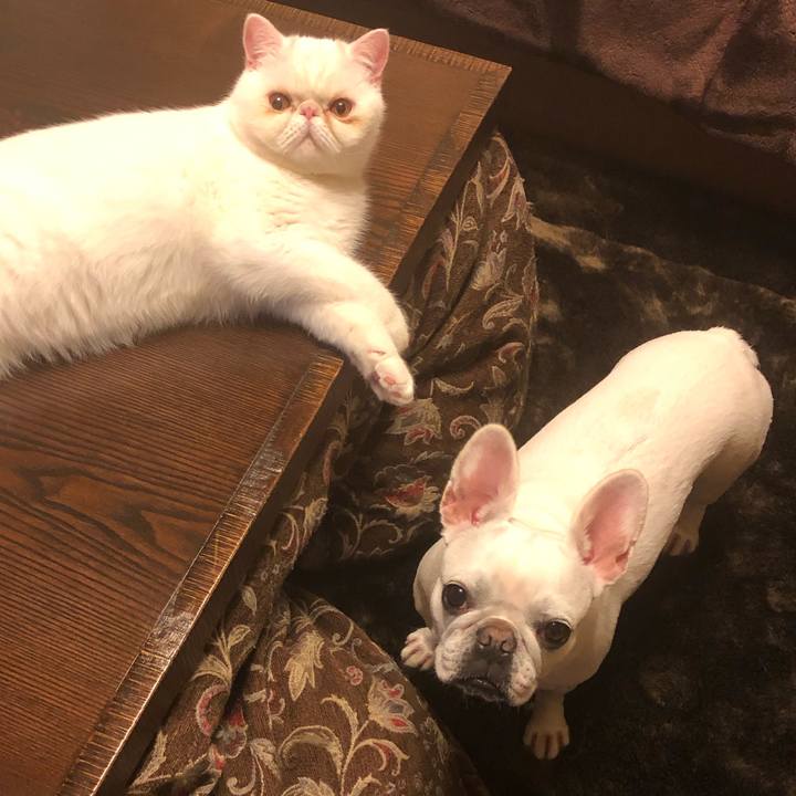 506a0de8 f081 47aa ac96 c31011b289f4 1574857445106