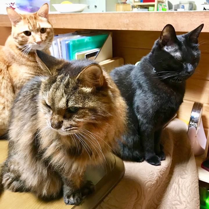 507072fb b2d3 4254 8ecb 639a264af8d9 1513601913845