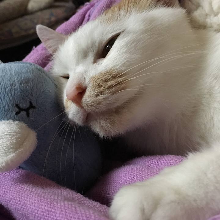 5072c9d2 7d83 4f13 a5a0 7b2fb7203258 1544281836241