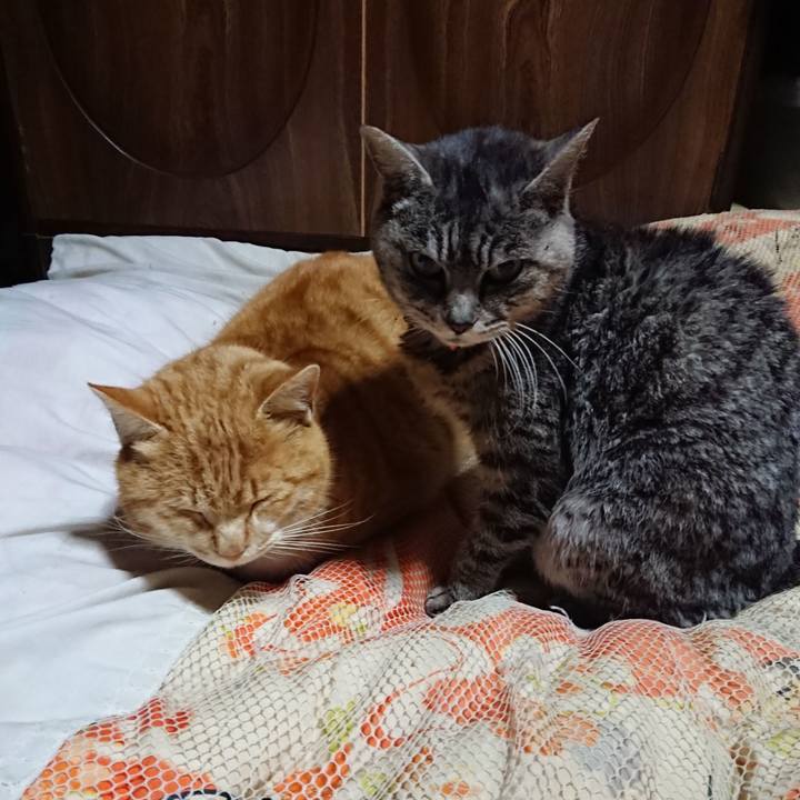 50746cbb c434 49e6 976f 92531fe8432c 1581337075428