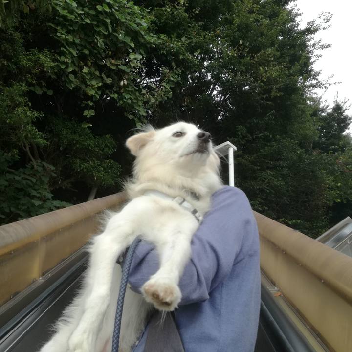 507a4066 7878 4ccd 975a b8be5134c680 1507943195218