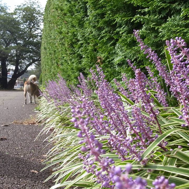 507d26f1 9886 4cf1 8e91 3832e4da30f8 1590058585268