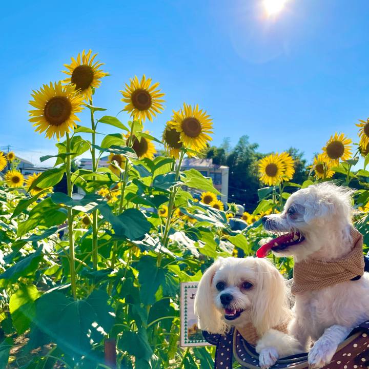 507e5e64 c790 4cec bba0 5a2cdf5e0ed4 1627030612969