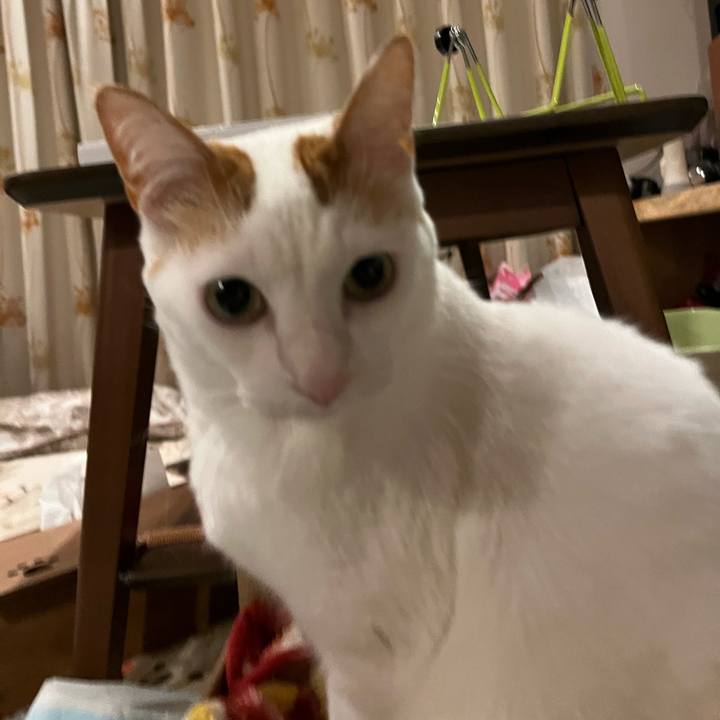 507ff1f4 4218 4fcc bdf0 2d6b14425f11 1770070227847