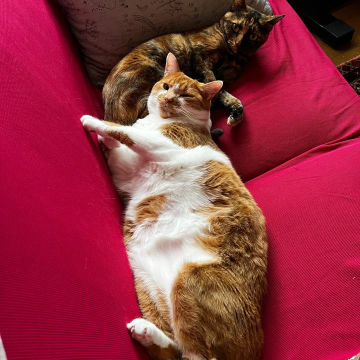 5081800c 429a 4020 a671 1119b0d426f8 1719201982362