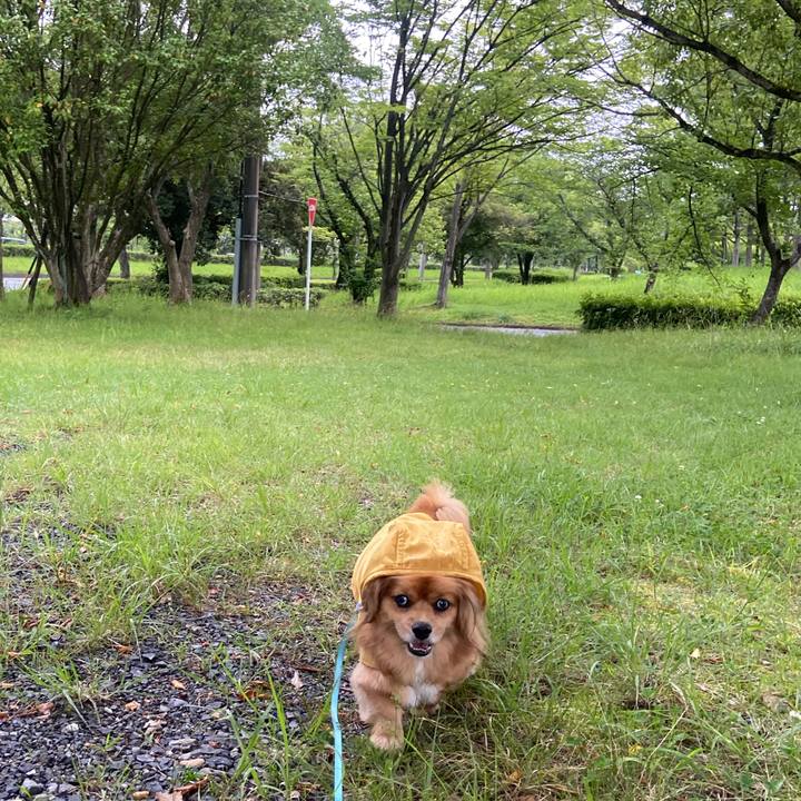 5085321d e7d2 4c14 a073 7873c0dc5ae2 1593468445185