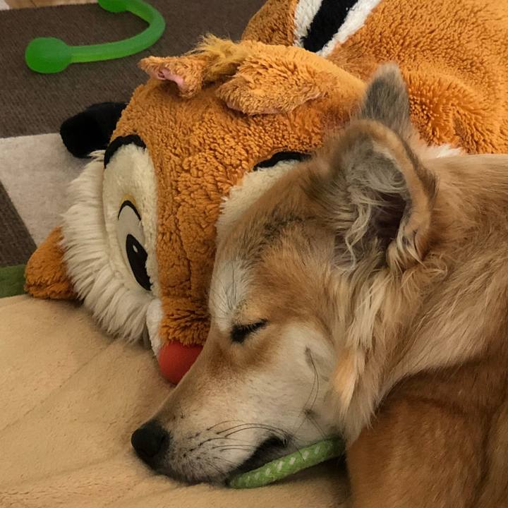 50863280 6b84 48f1 9c47 8dad6faf410a 1517186055084