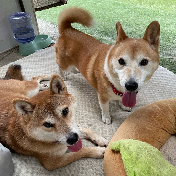 5089cef4 d86b 4e34 87b7 301a63849e56 1766169812539