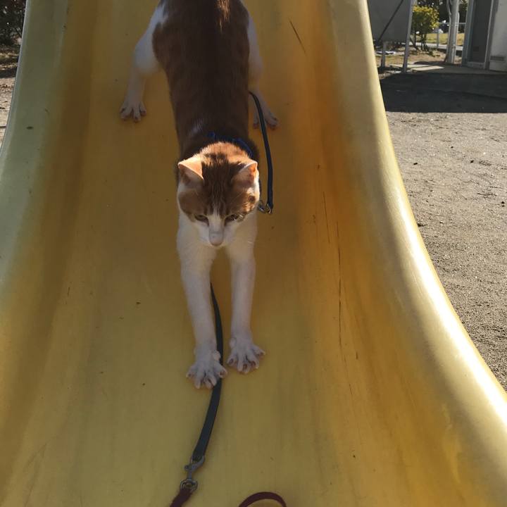 508b20e7 cd0f 4bac 9434 90a6c1be2291 1512462188392