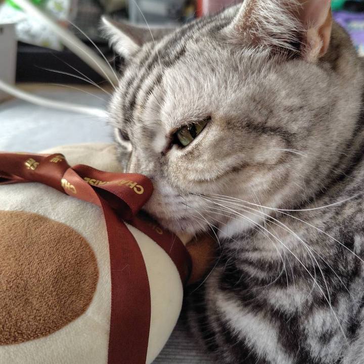 508b2a6b 0cb1 45da 9ce9 97db2a109441 1758789637572